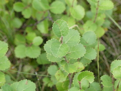 Betula pumila