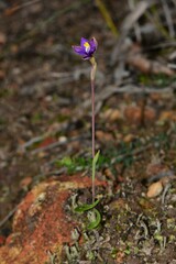 Thelymitra matthewsii