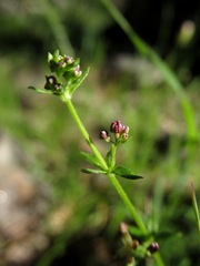 Galium gaudichaudii