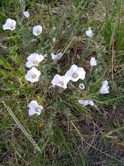 Nierembergia linariifolia