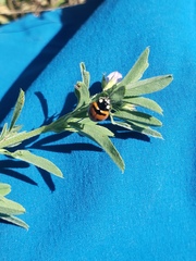 Coccinella transversoguttata