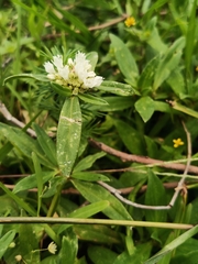 Spermacoce verticillata