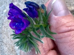 Echium sabulicola