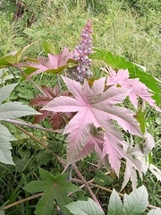Ricinus communis