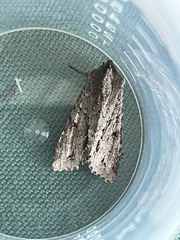 Ichneutica ustistriga