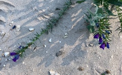 Echium sabulicola