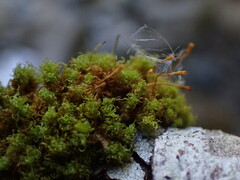 Ulota obtusiuscula