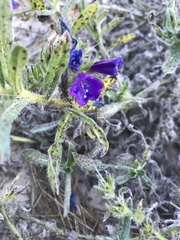 Echium sabulicola