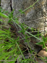 Galium gaudichaudii