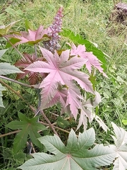 Ricinus communis