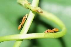 Pseudomyrmex pallidus