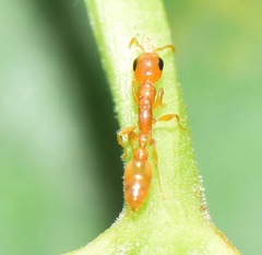 Pseudomyrmex pallidus