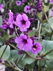 Mirabilis elegans