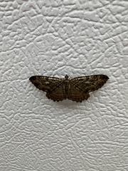 Rheumaptera meadii