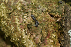Cephalotes