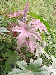 Ricinus communis