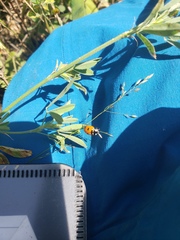 Coccinella transversoguttata