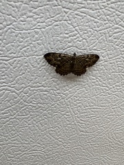 Rheumaptera meadii