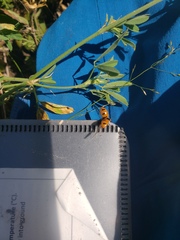 Coccinella transversoguttata