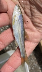 Cyprinella spiloptera