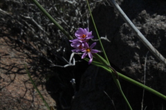 Olsynium scirpoideum