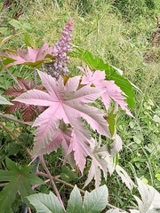 Ricinus communis