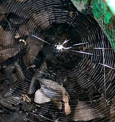 Leucauge argyrobapta