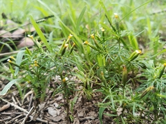 Tagetes filifolia