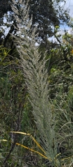Muhlenbergia robusta