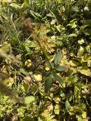 Valeriana sitchensis