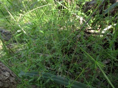 Galium gaudichaudii
