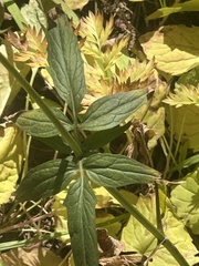 Valeriana sitchensis