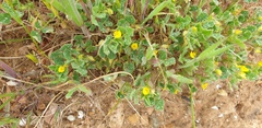 Medicago truncatula