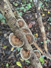 Hexagonia