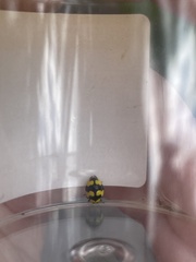 Illeis galbula