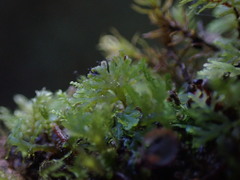 Riccardia chamedryfolia