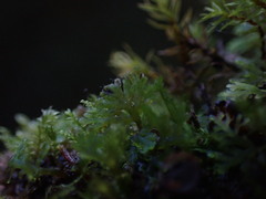 Riccardia chamedryfolia