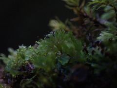 Riccardia chamedryfolia