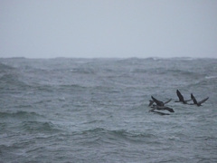Leucocarbo bougainvillii