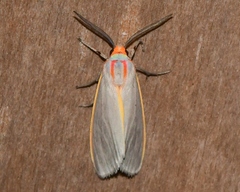 Pygarctia abdominalis