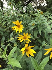 Helianthus strumosus