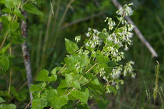 Brickellia grandiflora