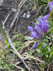 Penstemon ellipticus