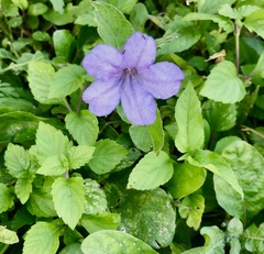 Ruellia