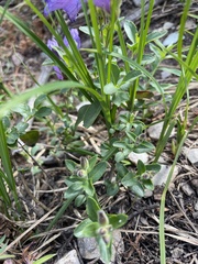 Penstemon ellipticus