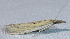 Bandera binotella