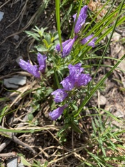 Penstemon ellipticus