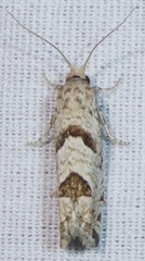Suleima helianthana