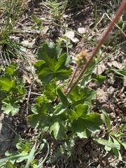 Heuchera richardsonii