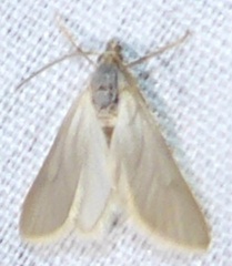 Acentria ephemerella